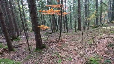 Forest Spirits