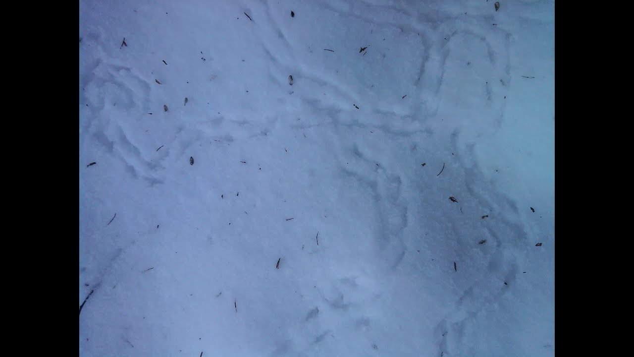 Peace of White