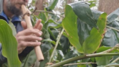 Azores Forest Song