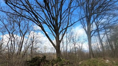 Nare Re